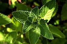 Pudina : उन्हाळ्यात पुदीना का खावा? फक्त थंडावा नाही, मिळतात जबरदस्त फायदे, एकदा हे वाचाच