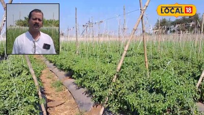 उसाच्या पट्ट्यात पैशाचं पीक, 15 गुंठे शेती अन् 5 महिन्यात 4 लाखांची कमाई, सांगलीच्या शेतकऱ्याची कमाल, Video