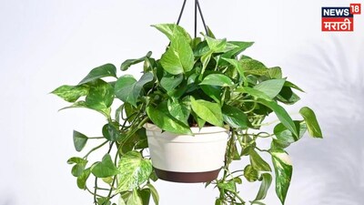 Unlock Prosperity: Avoid These 4 Money Plant Mistakes for Financial Growth