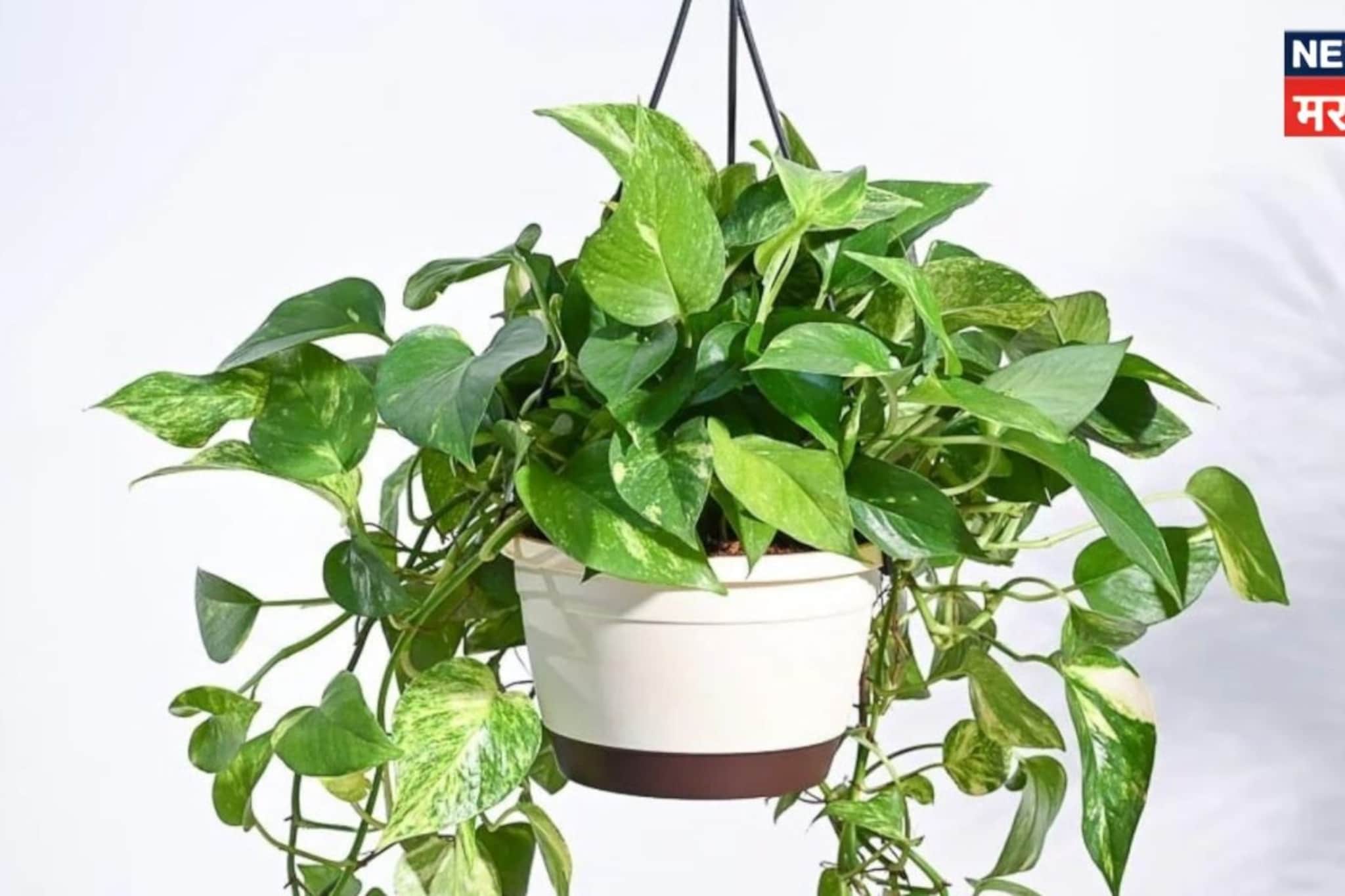 कंगाल व्यक्तीलाही बनवेल श्रीमंत! मनी प्लांट लावताना फक्त 'या' 4 चुका टाळा, घराच्या 'या' दिशेला ठेवा