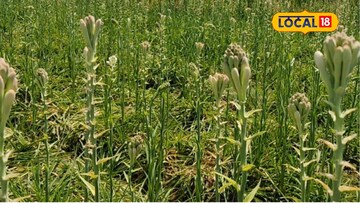 शेतकऱ्याचा 10 गुंठ्यात प्रयोग भारी, केली कांदा अन् गुलछडीची आंतरपीक शेती, इतक्या लाखाचा नफा