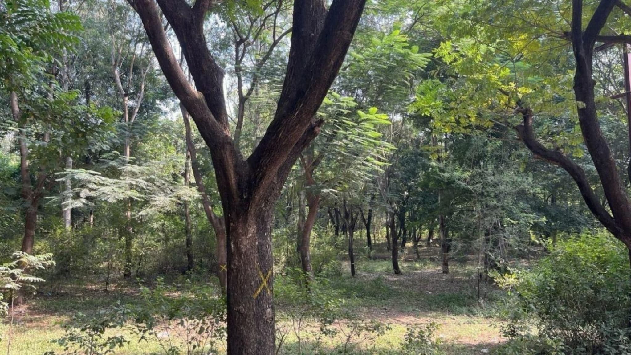 Nashik: कुंभमेळ्याच्या आधी नाशिकच्या तपोवनमध्ये भयानक प्रकार, लोकांमध्ये भीतीचं वातावरण