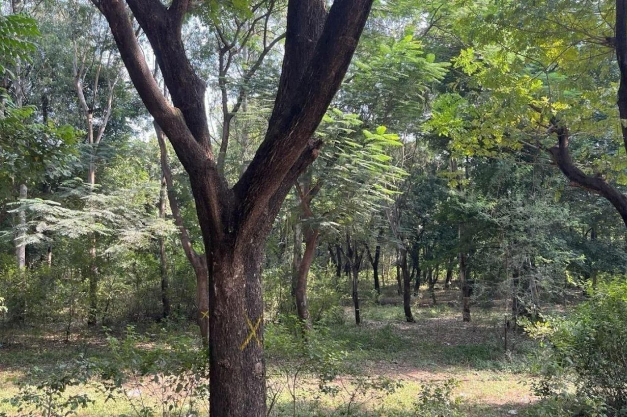 Nashik: कुंभमेळ्याच्या आधी नाशिकच्या तपोवनमध्ये भयानक प्रकार, लोकांमध्ये भीतीचं वातावरण