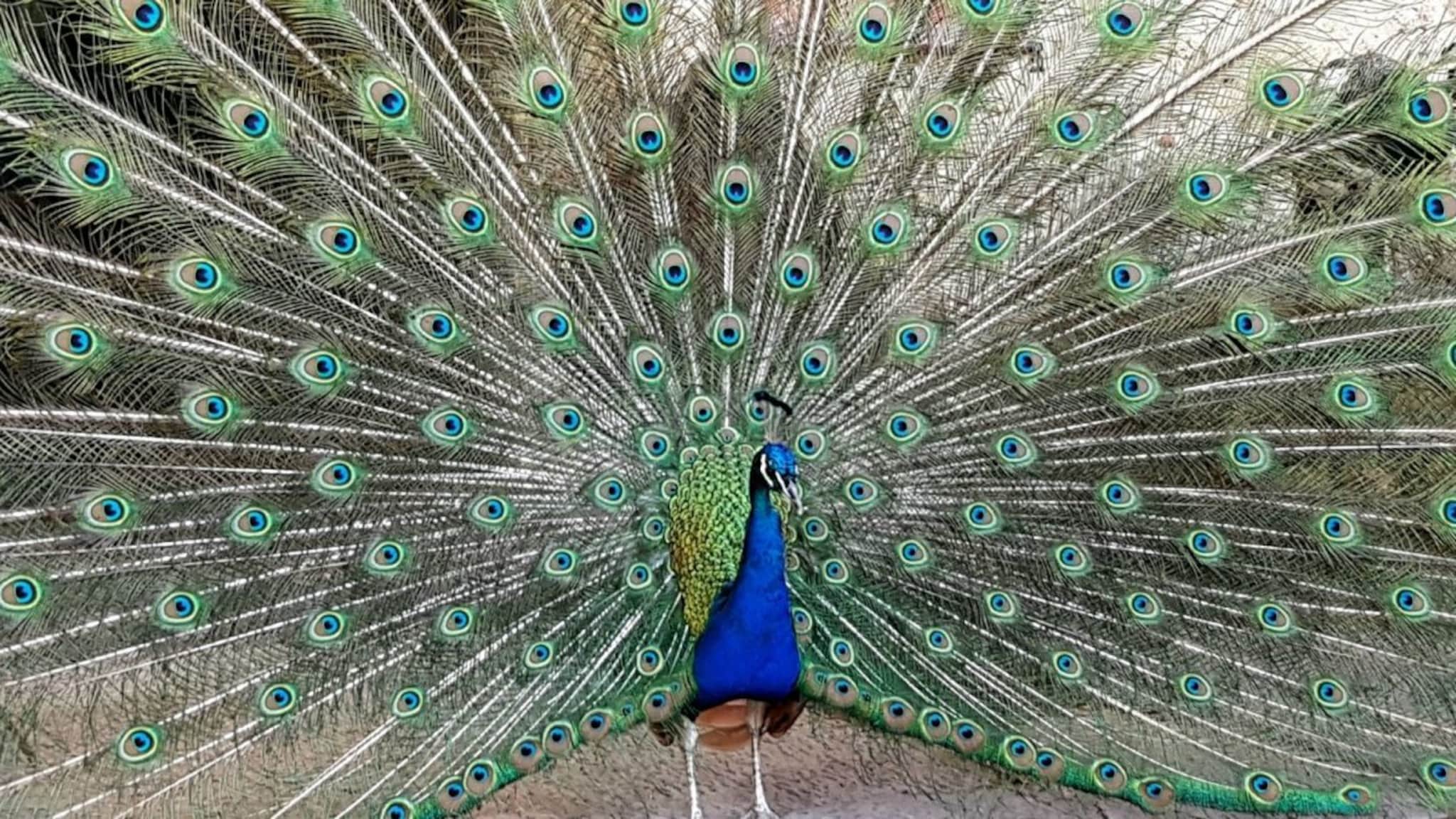 Wildlife : मोर अत्यंत विषारी साप खाऊनही जिवंत कसा राहतो? 99 टक्के लोकांना माहित नसेल कारण