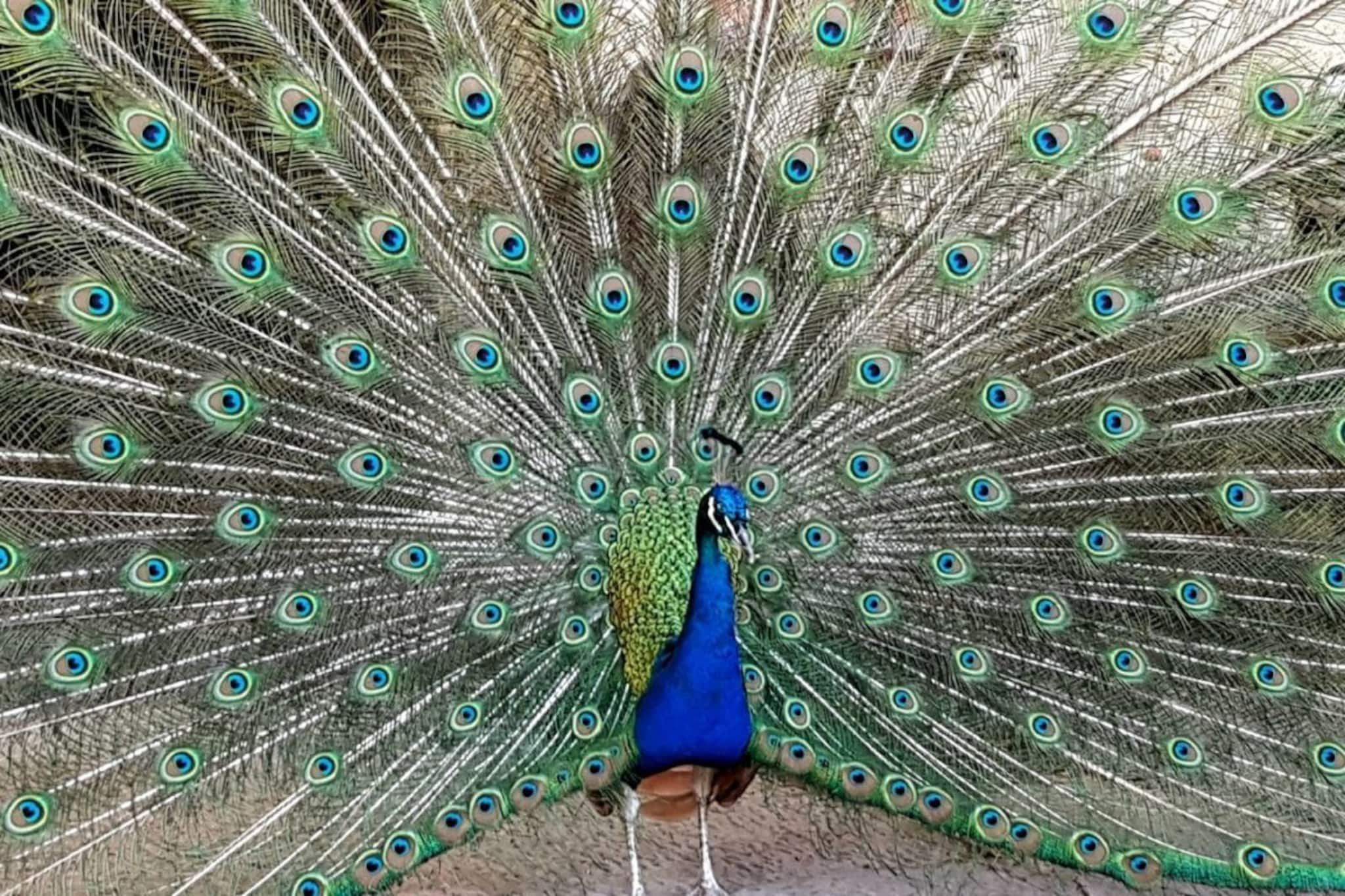 मोर अत्यंत विषारी साप खाऊनही जिवंत कसा राहतो? 99 टक्के लोकांना माहित नसेल कारण