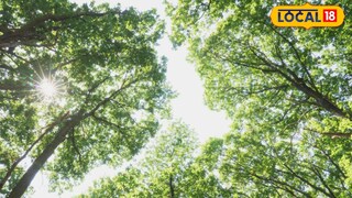 पुण्यातील धोकादायक झाडं (प्रतिकात्मक फोटो)