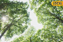 Pune News: सावधान! पुण्यात झाडाची सावली शोधताय? 44 हजार 500 झाडं 'मृत्यूचा सापळा'; FC रोडवरील 'तो' थरार पाहून सगळे हादरले