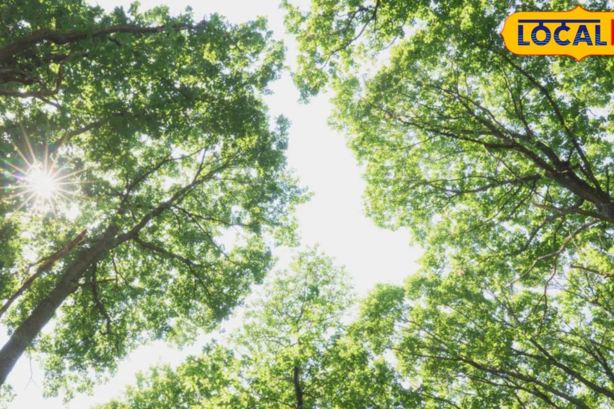 पुण्यात सावली शोधताय? 44 हजार 500 झाडं 'मृत्यूचा सापळा'; FC रोडवरील 'तो' थरार