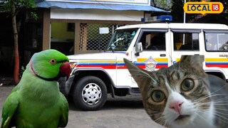 मांजर आणि पोपटावरून तुफान हाणामारी (प्रतिकात्मक फोटो) 