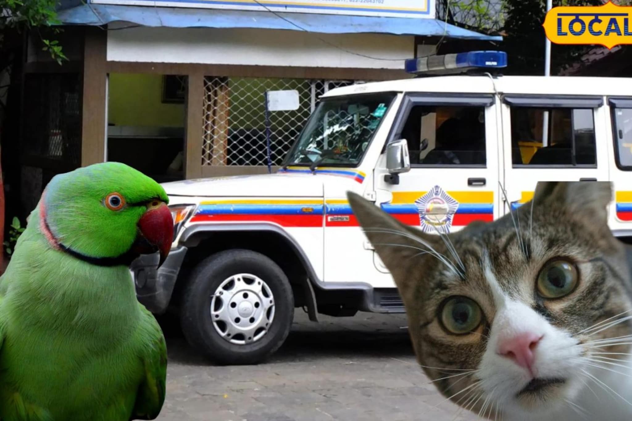 मांजराने पोपटाचा पिंजरा पाडला; पुण्यातील शेजारी रस्त्यावरच भिडले, तुफान हाणामारी अन्..पोलिसात प्रकरण 