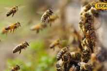 बनेश्वर मंदिर परिसरात धक्कादायक घटना; मधमाशांचे पोळे काढायला मध्यरात्री झाडावर चढलेल्या तरुणाचा गेला जीव, काय घडलं?