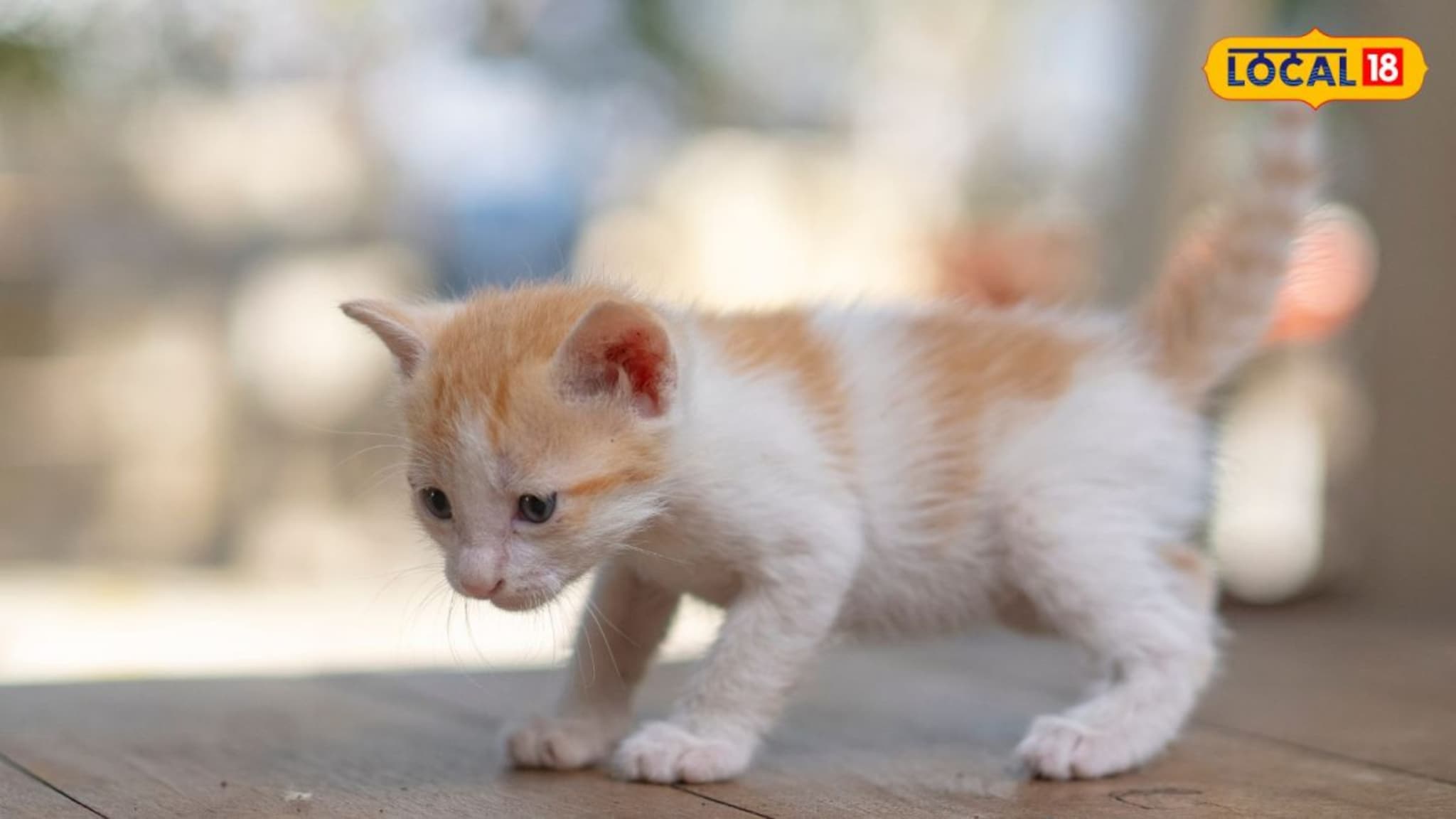गाडीच्या धडकेत मांजराच्या पिलाचा मृत्यू; पुण्यातील महिलेची थेट पोलिसात धाव अन् मोठी कारवाई 