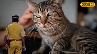 मांजरामुळे झालेला वाद पोलिसांपर्यंत पोहोचला (प्रतिकात्मक फोटो)