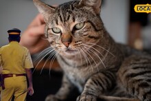 पुण्यात मांजराच्या 'घाणी'वरून शेजाऱ्यांमध्ये जुंपली! 3 महिलांमध्ये तुफान हाणामारी; थेट पोलिसांपर्यंत गेलं प्रकरण