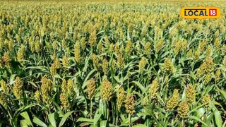 ज्वारीची मळणी करताना अपघात (प्रतिकात्मक फोटो)