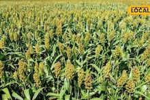 ज्वारी काढायला गेलेली महिला; अचानक आधी डोक्याचे केस उपटले गेले अन् मग...जागीच मृत्यू, पुण्यात धक्कादायक घटना