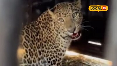 Pune Leopard: उत्तर पुणे जिल्ह्यात दहशत वाढली, ‘त्या’ दोघांमुळे ‘लॉकडाऊन’ची स्थिती, एक जेरबंद, दुसरा कुठं?