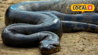 कात्रज प्राणीसंग्रहालयात नव्या मास्टर प्लॅनअंतर्गत विदेशी प्राणी आणि आधुनिक सुविधा उभारण्याची तयारी