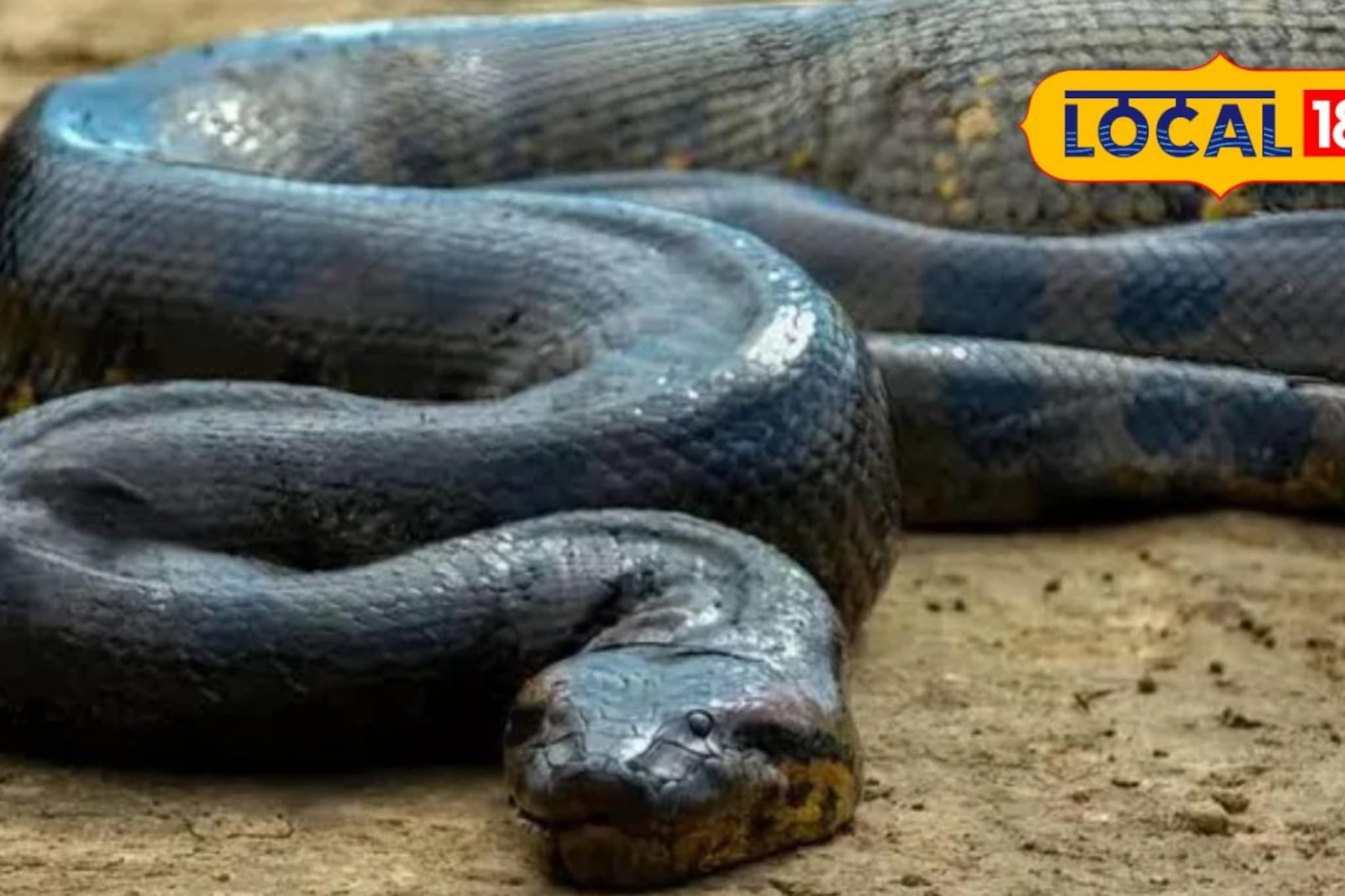 पुण्यात महाकाय अनाकोंडा दाखल होणार, कुठे पाहता येणार?