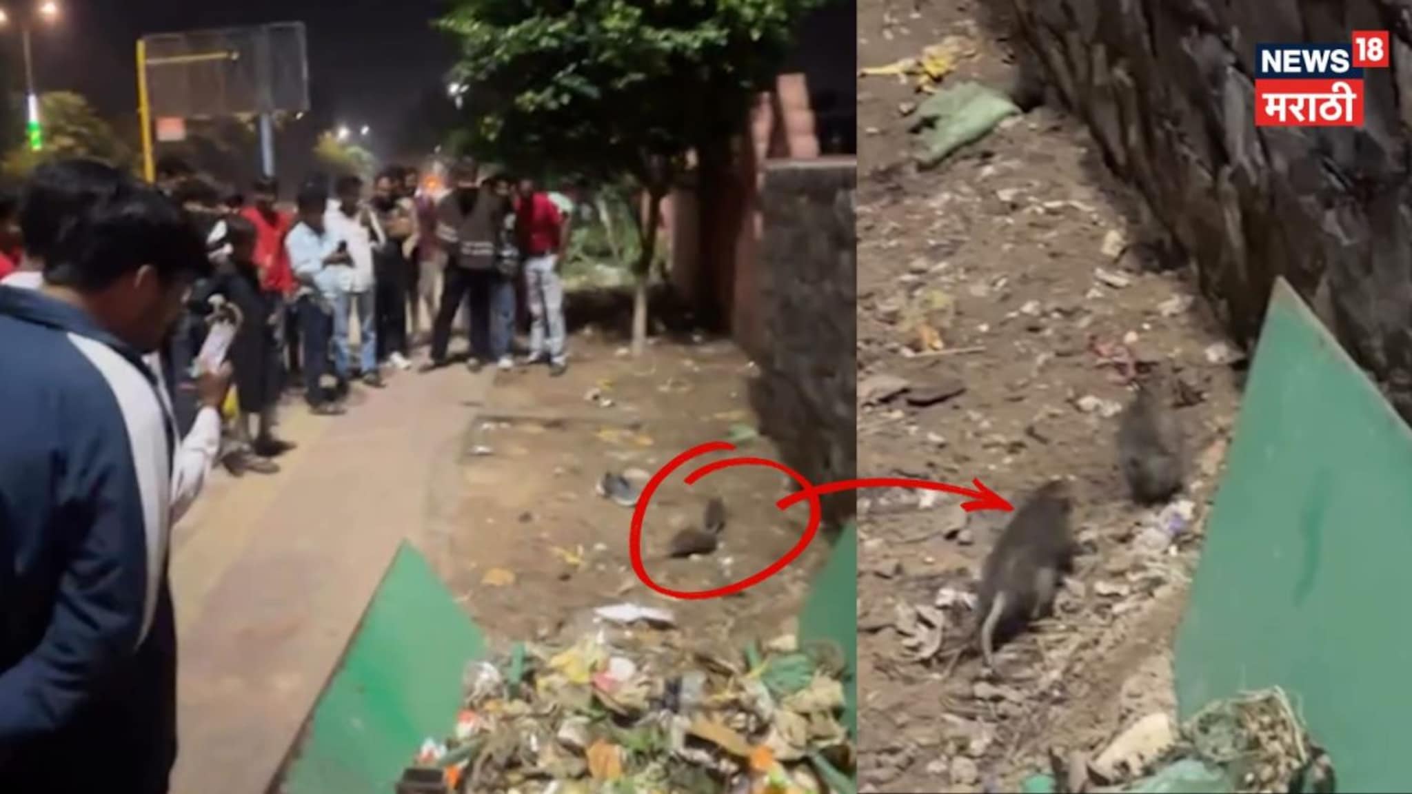 दोन उंदरांचा तुफान राडा, अन् रिकामटेकड्यांची गर्दी! Viral Video 