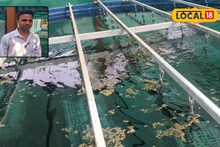 नोकरी सोडून इंजिनिअर रमला गावी, शिंपल्याचा केला यशस्वी प्रयोग, वर्षाला 30 लाखां कमाई