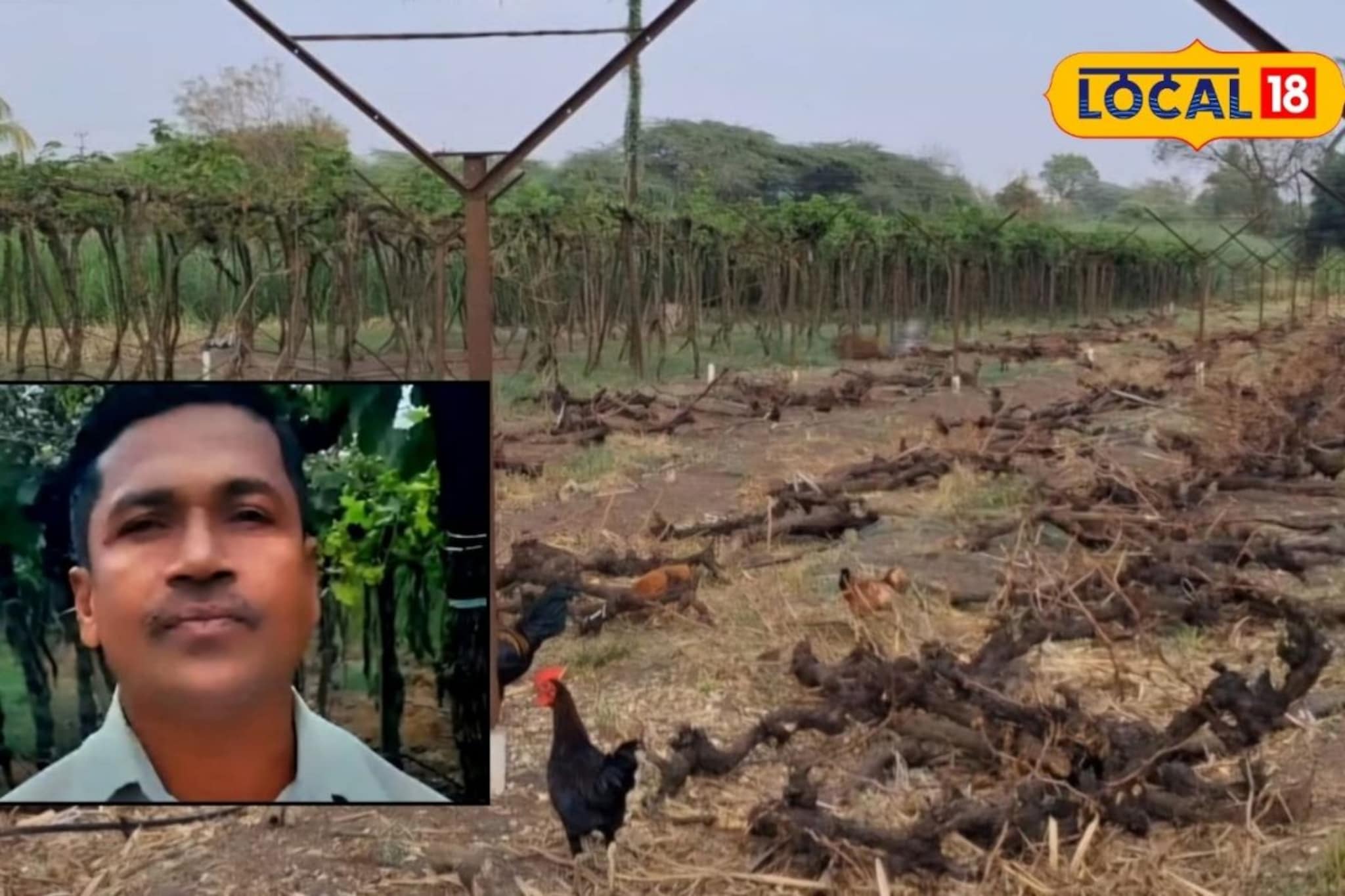 पोटच्या मुलाप्रमाणं जपलं, पण निसर्गानं घात केला, द्राक्ष उत्पादक शेतकऱ्याचं टोकाचं पाऊल, सांगलीत हळहळ