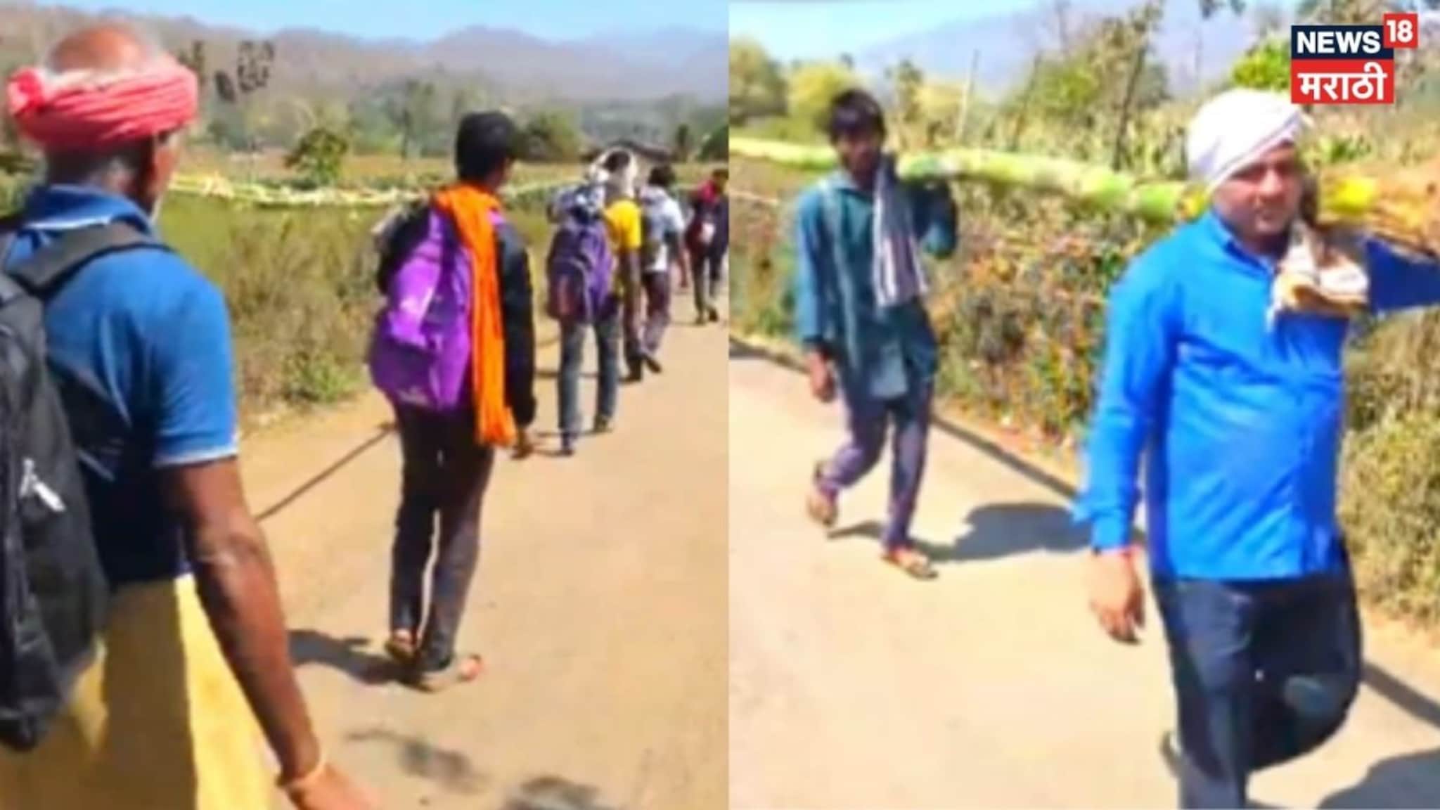 गुजरातच्या जंगलातून पायी चालत आणतात काठीची होळी, नंदुरबारची अनोखी परंपरा, Video