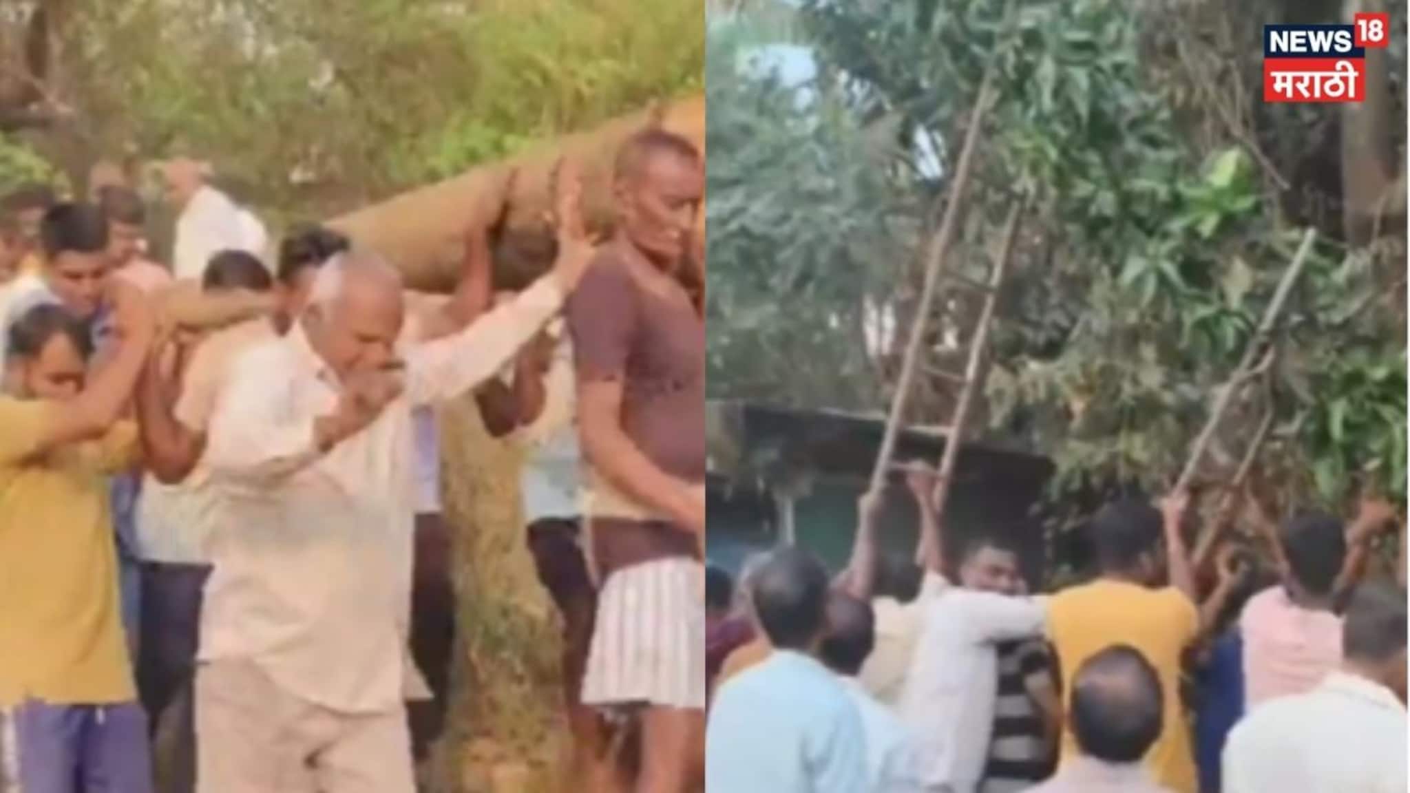 Video: सिंधुदुर्गात शिमगोत्सवाचा जल्लोष, पारंपरिक सुरमाडाच्या होळीची प्रतिष्ठापना , कुडाळ शहर मुख्य आकर्षण Video: सिंधुदुर्गात शिमगोत्सवाचा जल्लोष, पारंपरिक सुरमाडाच्या होळीची प्रतिष्ठापना , कुडाळ शहर मुख्य आकर्षण