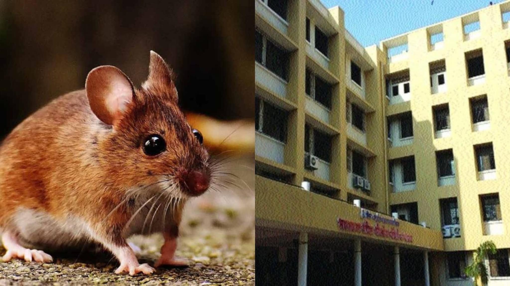 व्हेंटिलेटरशी लढणाऱ्या वृद्ध रुग्णाच्या हाताला उंदराने घेतला चावा, महापालिकेच्या रुग्णालयातला धक्कादायक प्रकार