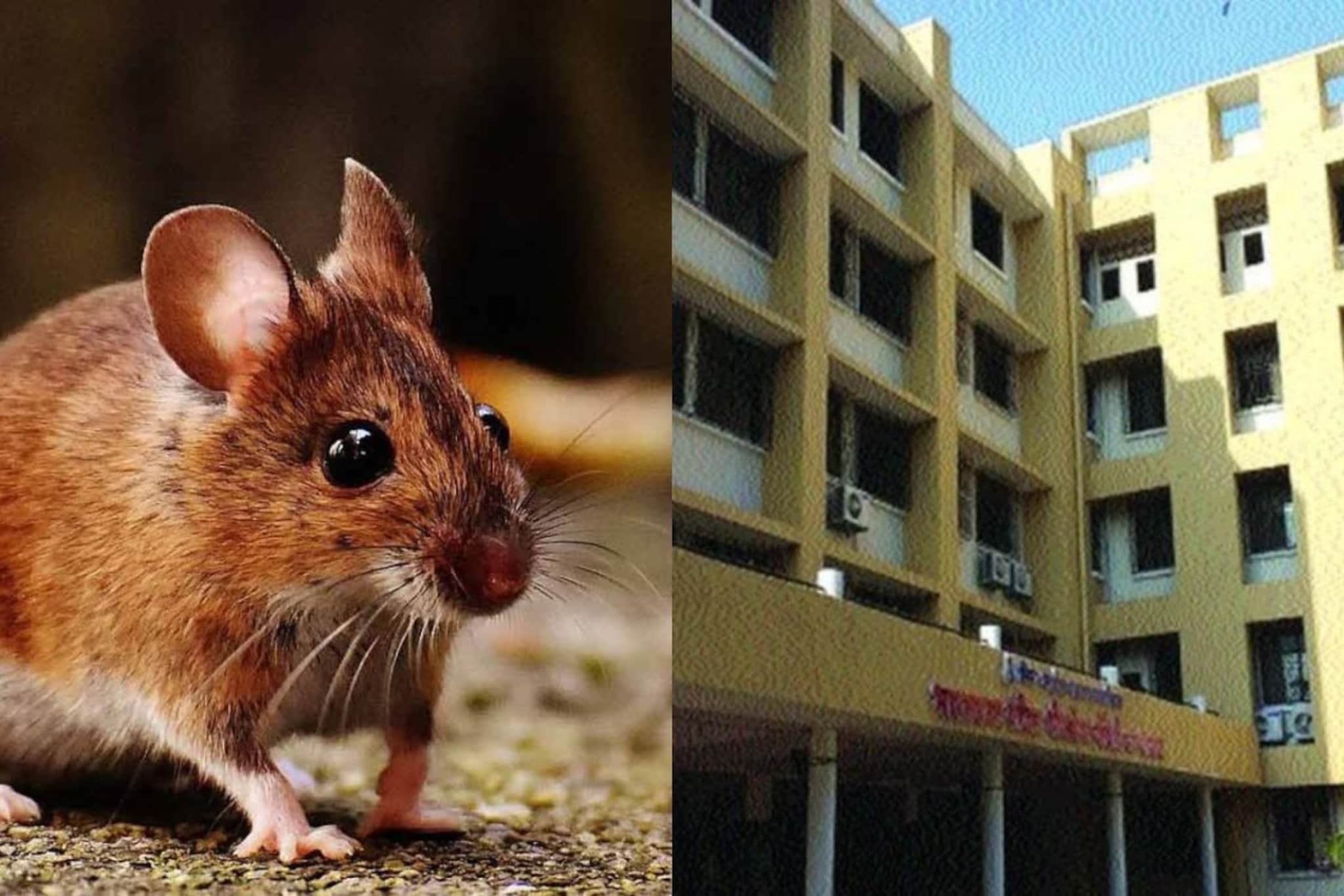 व्हेंटिलेटरशी लढणाऱ्या वृद्ध रुग्णाच्या हाताला उंदराने घेतला चावा, महापालिकेच्या रुग्णालयातला धक्कादायक प्रकार व्हेंटिलेटरशी लढणाऱ्या वृद्ध रुग्णाच्या हाताला उंदराने घेतला चावा, महापालिकेच्या रुग्णालयातला धक्कादायक प्रकार