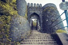 Pune: लहान मुलांनाही सोडलं नाही, सिंहगडावर मधमाशांचा पर्यटकांवर हल्ला, अनेक जण जखमी, गडावरचे PHOTOS