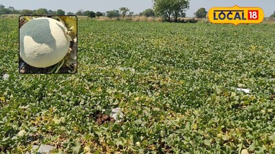 Teacher-Farmer Baba Saheb Metkari Earns 2.5 Lakhs in 65 Days with Muskmelon, Watermelon
