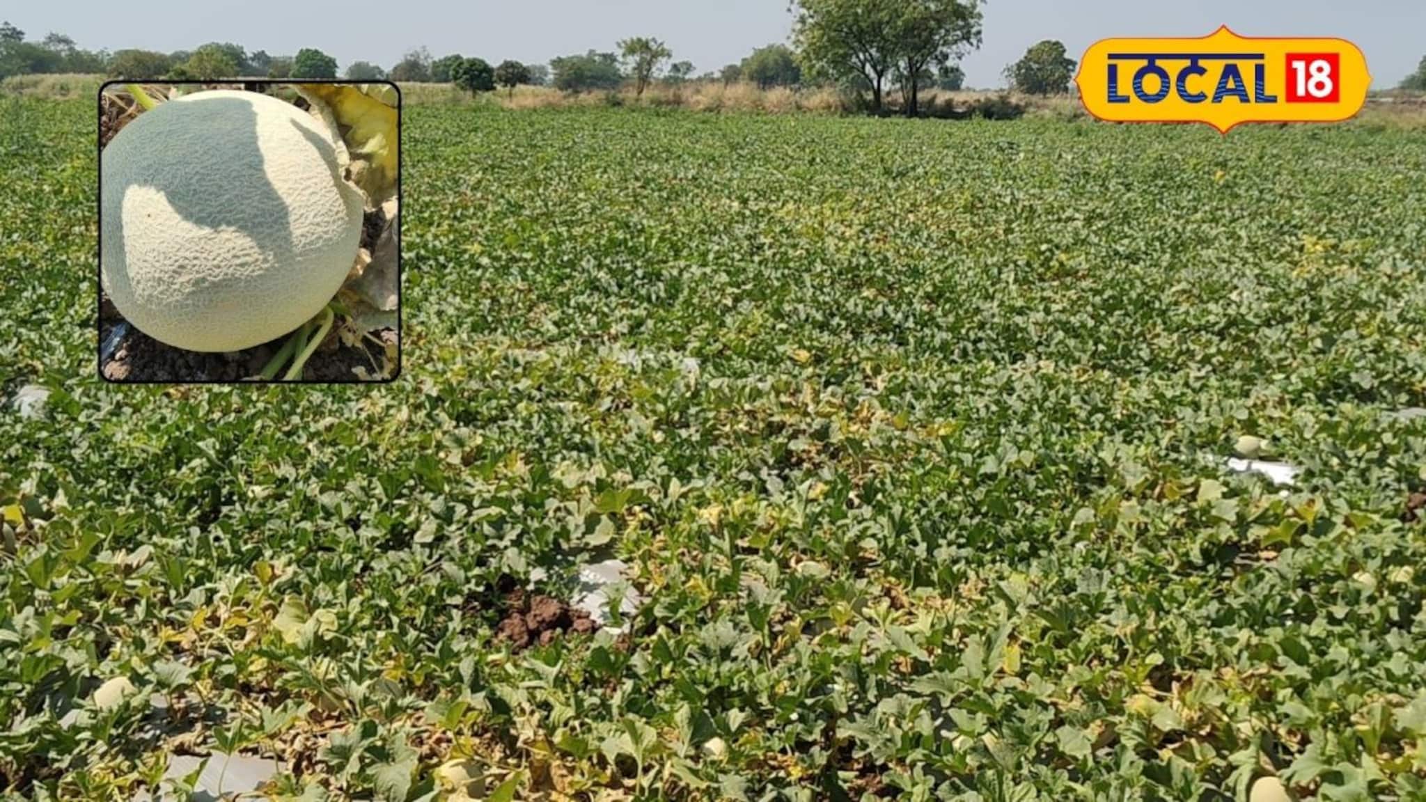 शिक्षकाने पारंपरिक पिकांना दिला फाटा, केली खरबूज आणि टरबूज लागवड, 65 दिवसांत अडीच लाख नफा 