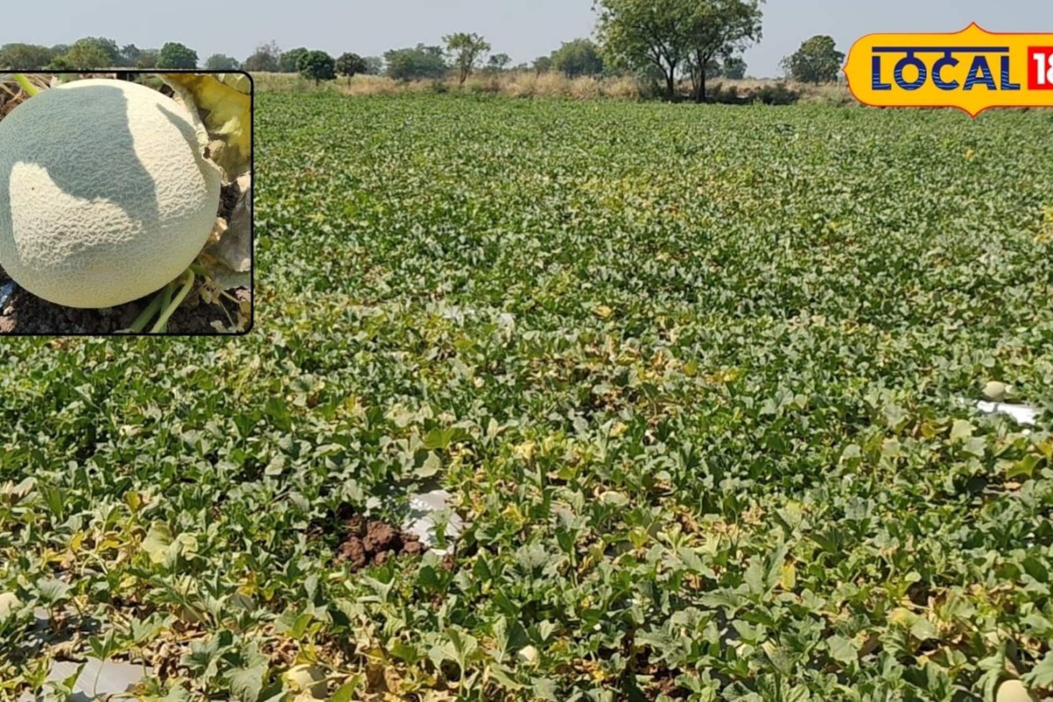 शिक्षकाने पारंपरिक पिकांना दिला फाटा, केली खरबूज आणि टरबूज लागवड, 65 दिवसांत अडीच लाख नफा 
