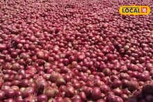 APMC Market: शेतकऱ्यांसाठी चिंताजनक बातमी, कांदा दरात वाढ नाहीच, लिंबू आणि केळीला काय मिळाला भाव?