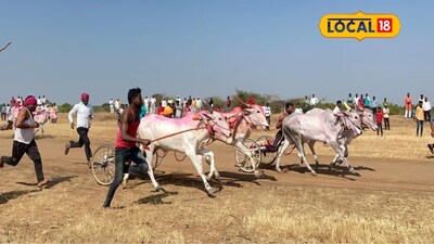 Bailgada Sharyat: 40 बैलगाड्या, लाखोंची बक्षीसं आणि शर्यतीचा थरार, हराळवाडीचं मैदान कुणी मारलं?