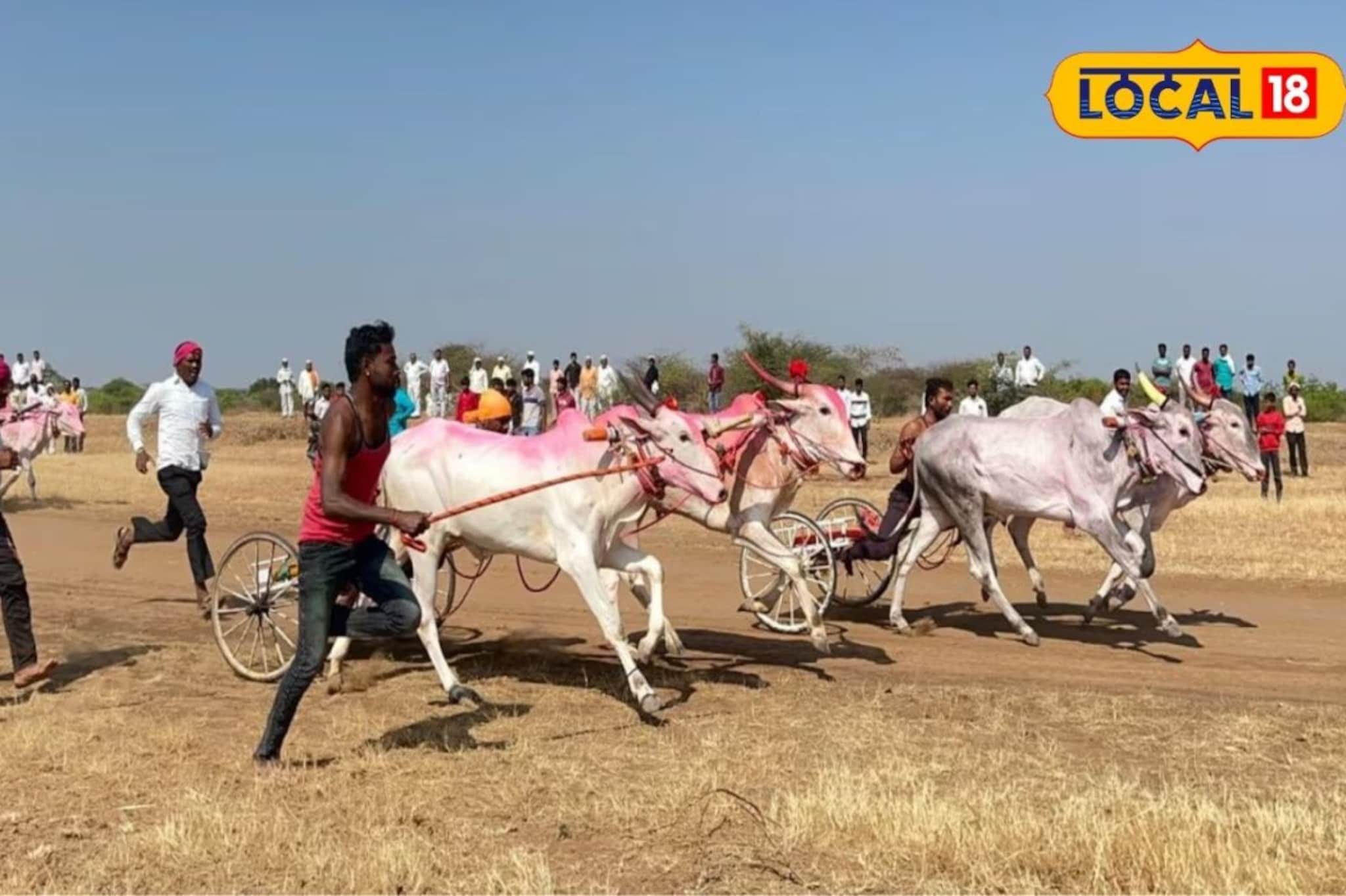 Bailgada Sharyat: 40 बैलगाड्या, लाखोंची बक्षीसं आणि शर्यतीचा थरार, हराळवाडीचं मैदान कुणी मारलं?