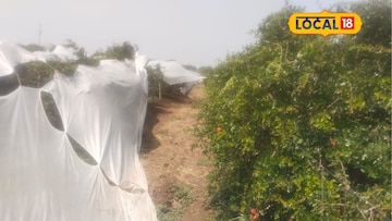 घराचं छत उडालं, उभी पिकं आडवी झाली; सोलापुरात आभाळ फाटलं, गारपिटीनं सारं हिरावलं, PHOTOS घराचं छत उडालं, उभी पिकं आडवी झाली; सोलापुरात आभाळ फाटलं, गारपिटीनं सारं हिरावलं, PHOTOS