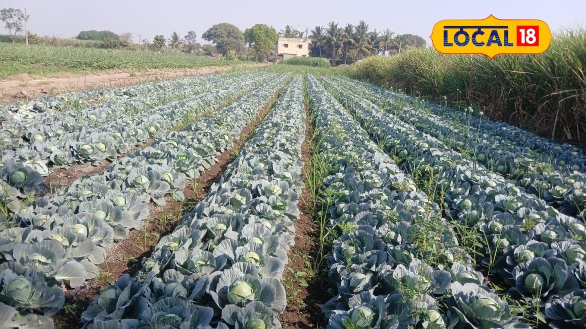 Success Story : उसात केली कोबीची शेती, शेतकऱ्याला उत्पन्न मिळणार लाखात, कसा केला यशस्वी प्रयोग? Video