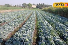 Success Story : उसात केली कोबीची शेती, शेतकऱ्याला उत्पन्न मिळणार लाखात, कसा केला यशस्वी प्रयोग? Video