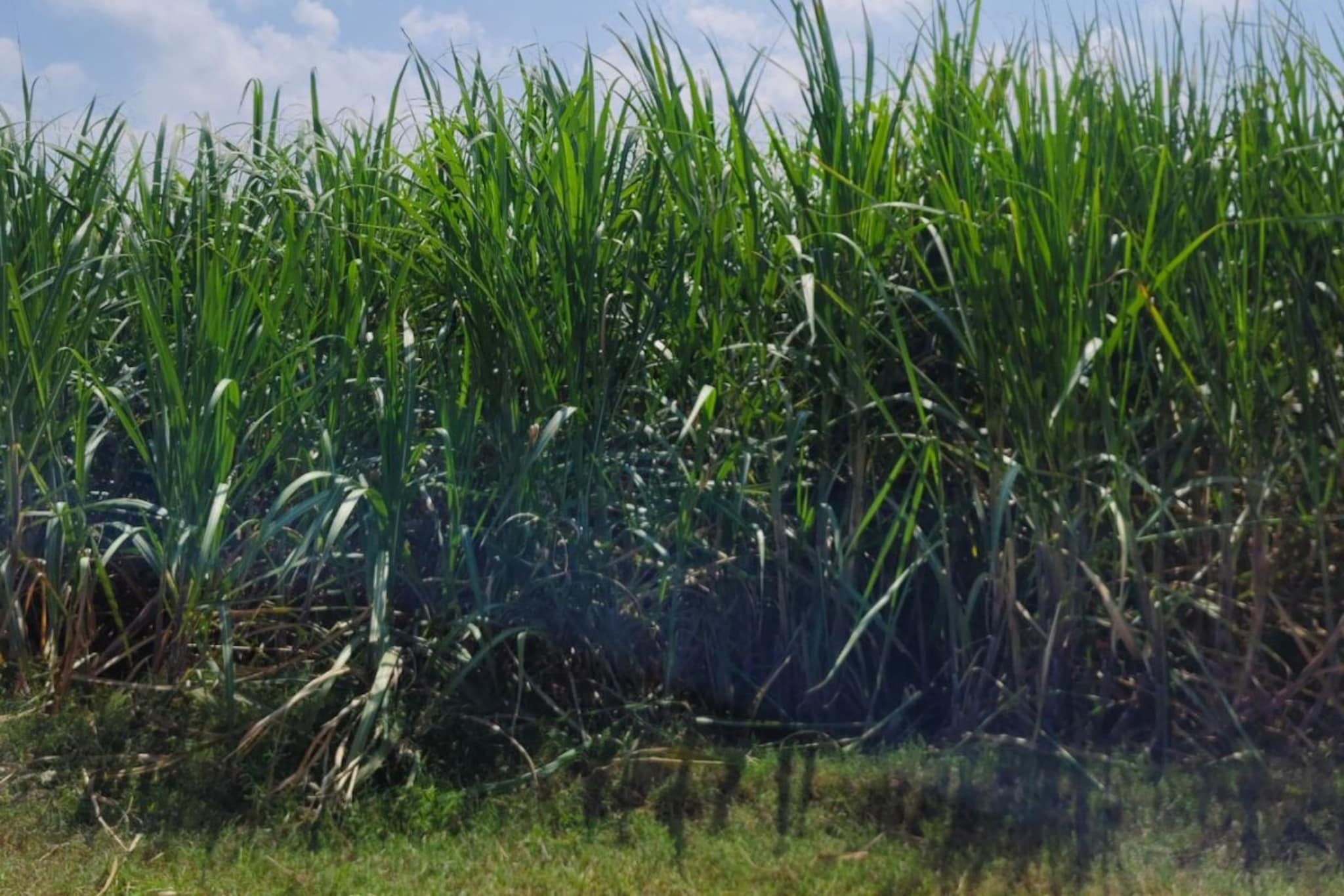 Beed: 'आजाराने छळलं होते, मरणाने केली सुटका'; सोन्यासारख्या पिकात विश्वानाथ यांना पाहून गाव हळहळलं