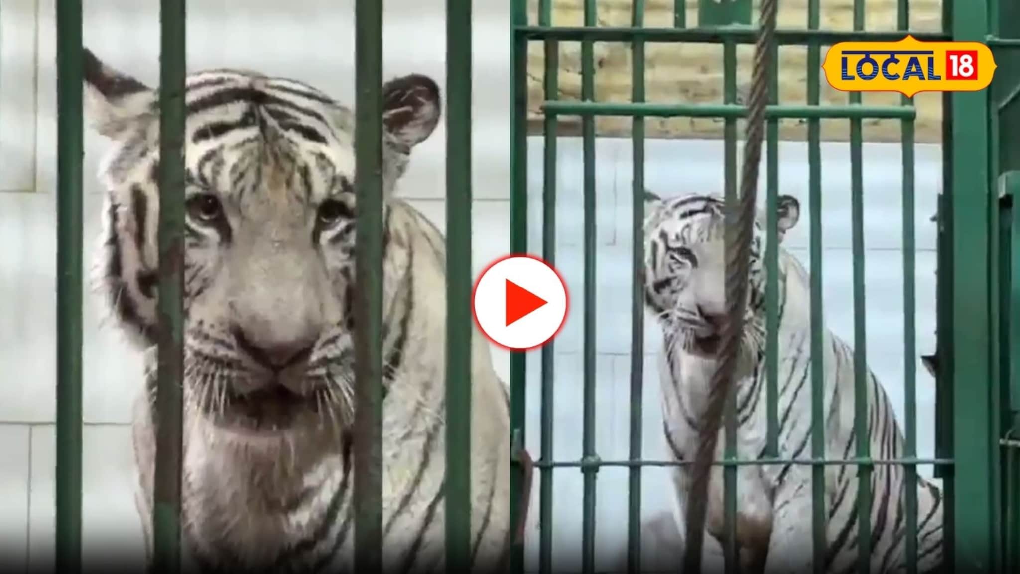 'ठंडा ठंडा कुल कुल', वाघांची चंगळ! प्राणीसंग्रालयात बसवले मोठमोठे कूलर 