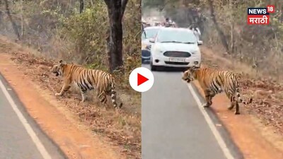ताडोबाच्या रस्त्यावर वाघ, लोकांचा मूर्खपणा! वन विभाग घेणार कारवाई.
