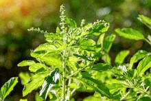 कडक उन्हात तुमची तुळस सुकायला लागलीये? 'या' 5 साध्या टिप्स वापरा, उन्हाळ्यातही रोपटं राहिल हिरवेगार