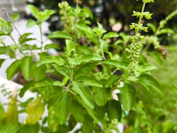 कडक उन्हात तुमची तुळस सुकायला लागलीये? 'या' 5 साध्या टिप्स वापरा, उन्हाळ्यातही रोपटं राहिल हिरवेगार कडक उन्हात तुमची तुळस सुकायला लागलीये? 'या' 5 साध्या टिप्स वापरा, उन्हाळ्यातही रोपटं राहिल हिरवेगार