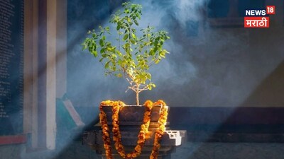Tulsi Vastu: Avoid South Direction to Prevent Financial Woes, Attract Kubera's Blessings