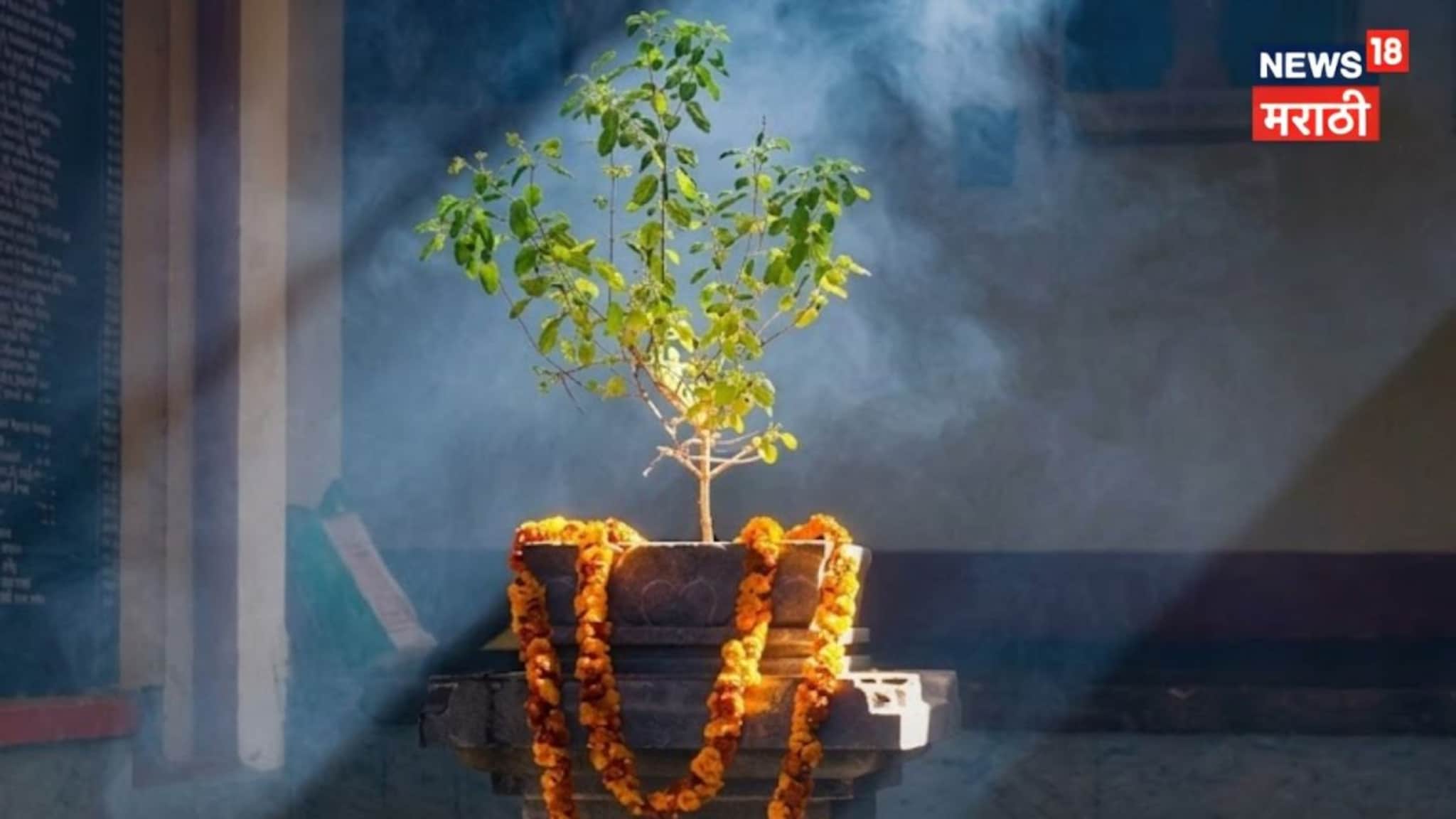 घराच्या 'या' दिशेला चुकूनही लावू नका तुळस, वाढतील आर्थिक अडचणी; 'ही' दिशा उघडेल कुबेराचे द्वार!