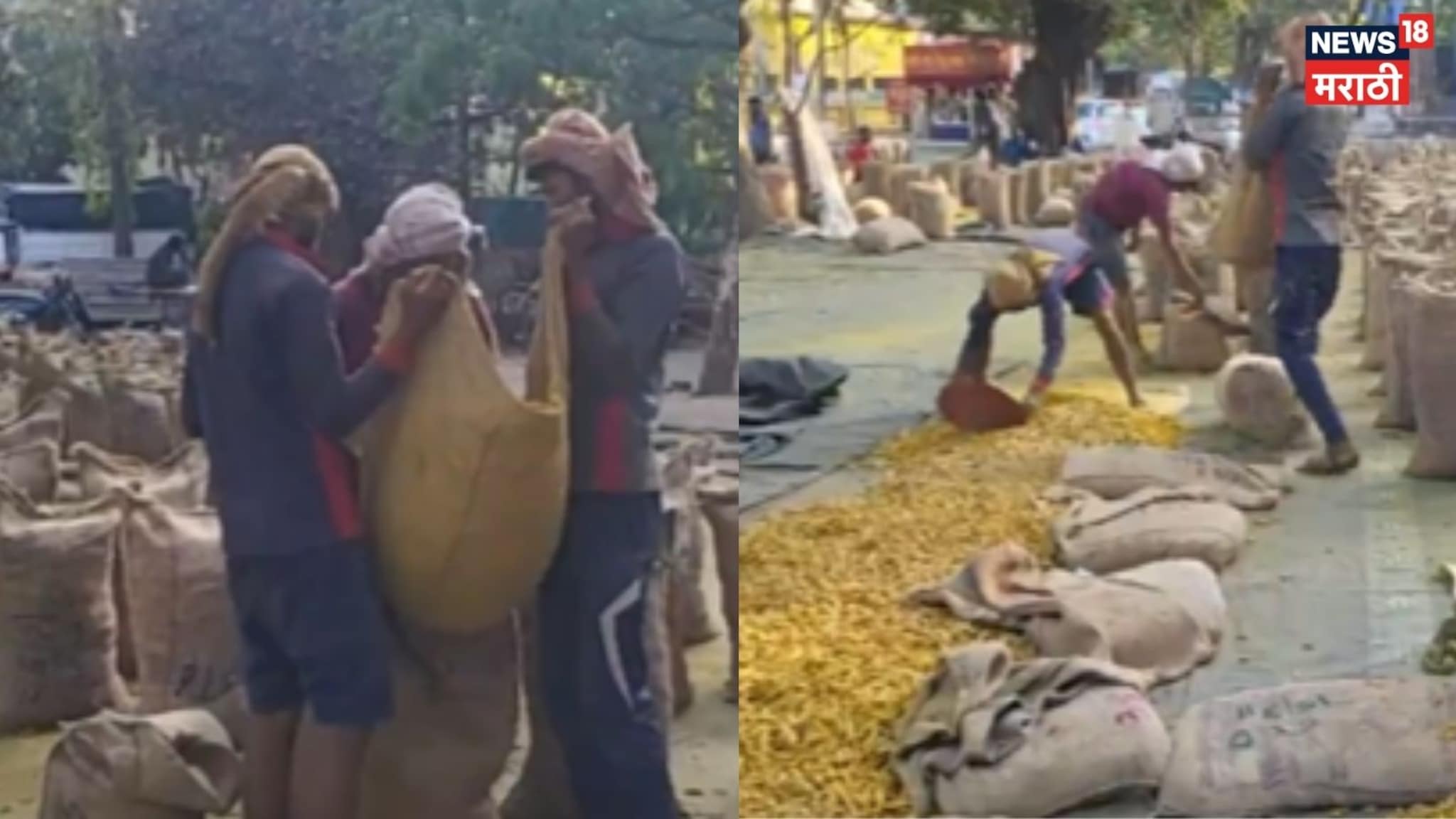 Video: मुंबई बंदरात हजार टन हळद अडकली, सांगलीच्या बाजाराला मोठा फटका