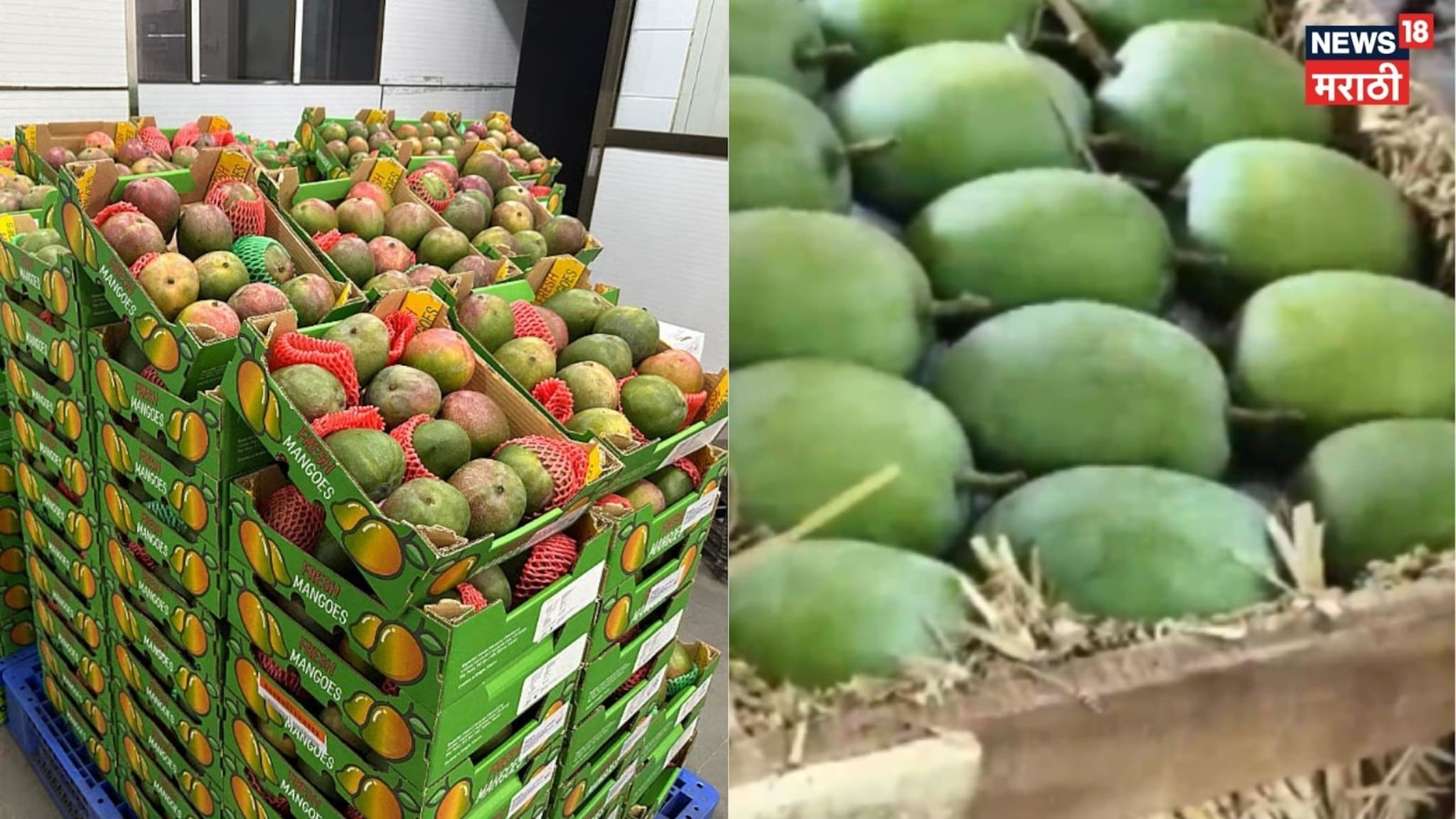 Video: देवगडचा हापूस आंबा घाऊक बाजारात दाखल, निर्यातीवर बंदी