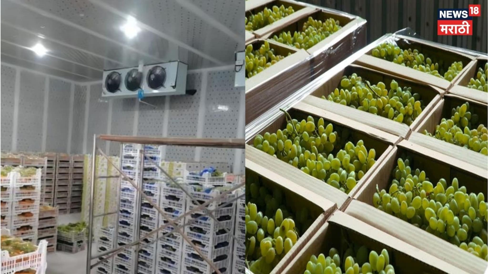 Video: निर्यातक्षम द्राक्षांसाठी शेतकऱ्यांचा ओढा कोल्डस्टोरेजकडे, पंढरपूरमधील कोल्डस्टोरेज हाऊसफुल 